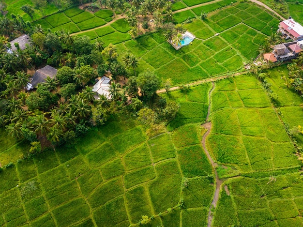 Ripresa aerea della terrazza del riso Immagine del bellissimo campo di riso della terrazza a Chiang Mai Thailandia