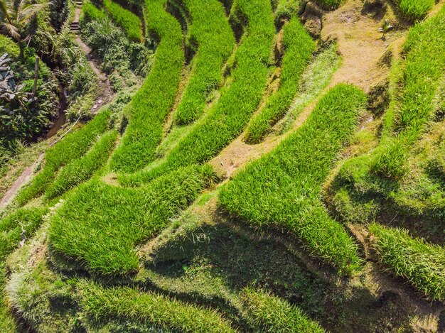 Ripresa aerea della terrazza del riso Immagine del campo di riso bellissimo terrazzo