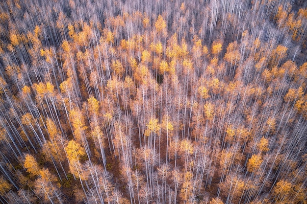 Ripresa aerea di un bellissimo paesaggio autunnale