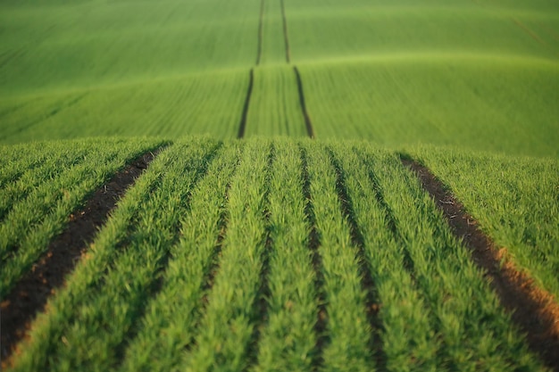 Ripresa completa di un campo agricolo