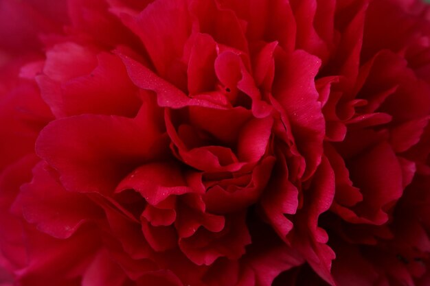 Ripresa completa di un fiore rosa