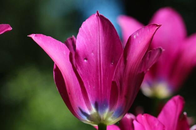 Ripresa macro di bellissimi fiori in giardino