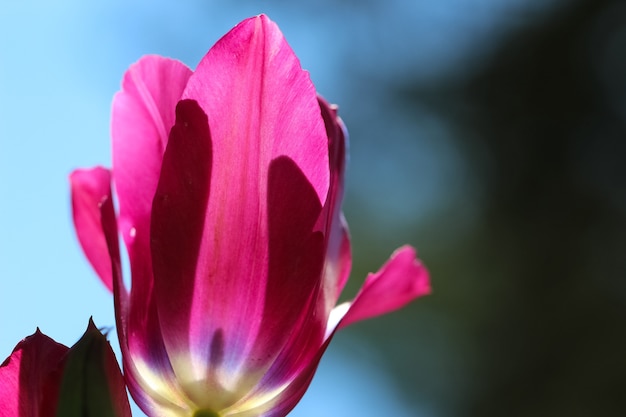 Ripresa macro di bellissimi fiori in giardino