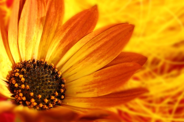 Ripresa macro di fiori d'arancio con petali e polline