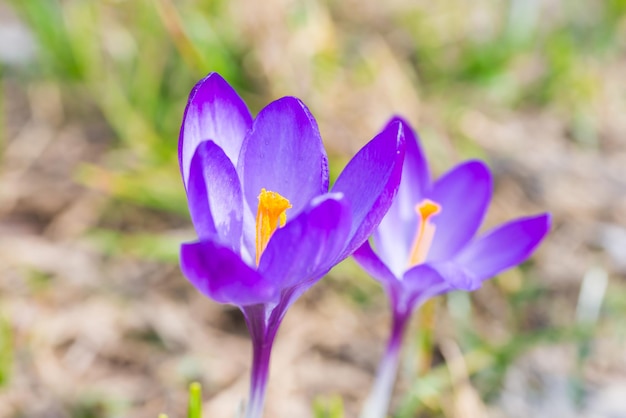 Ripresa macro di fiori viola primaverili croco con sfondo morbido