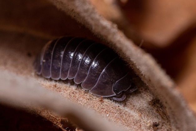 Ripresa macro di isopod terrestre Roly-poly (Armadillidium Vulgare) su una foglia