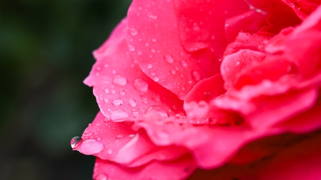 Ripresa macro di petali di rosa con gocce di pioggia su di essi.