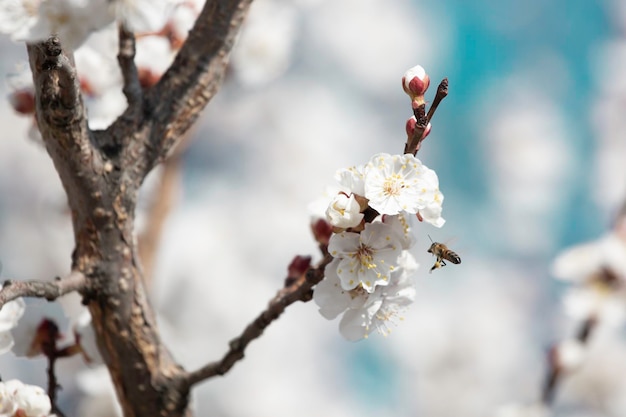 Ripresa macro di un'ape che raccoglie polline su fiori di ciliegio bianchi su sfondo sfocato
