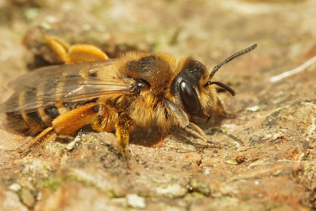 Ripresa macro di un'ape mineraria femmina dalle zampe gialle, Andrena flavipes