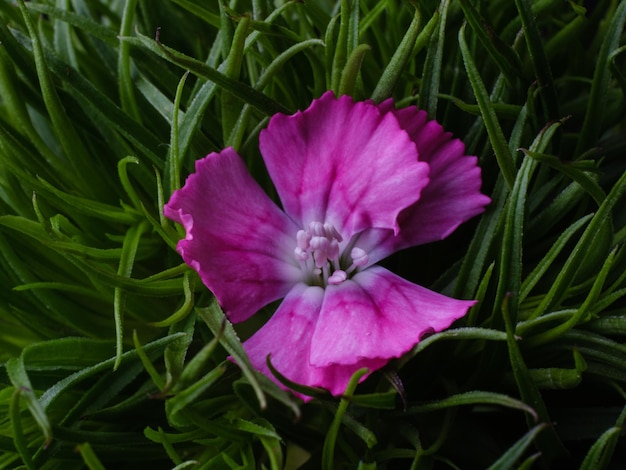 Ripresa macro di un bel fiore rosa