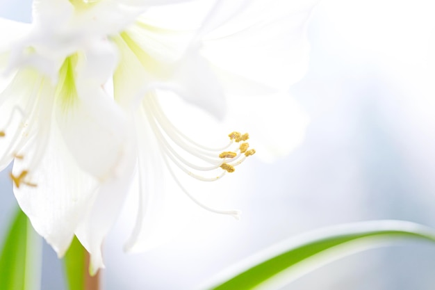 Ripresa macro di un concetto di natura del fiore di amaryllis bianco