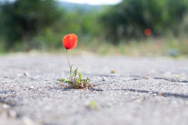 Ripresa macro di un fiore di papavero rosso germogliato sulla strada attraverso l'asfalto.