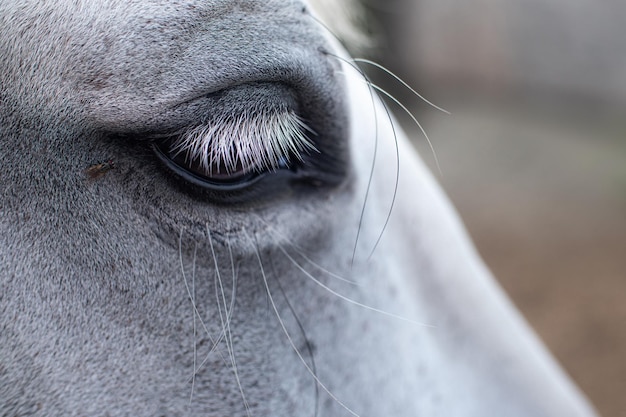 Ripresa macro di un occhio di cavallo bianco con una mosca