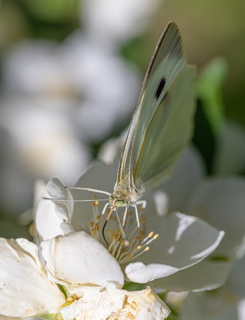 Ripresa macro di una farfalla su un fiore