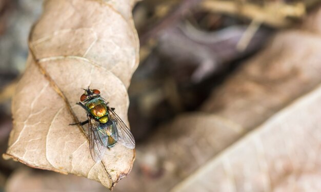 Ripresa macro di una mosca in piedi su una foglia autunnale secca con superficie sfocata