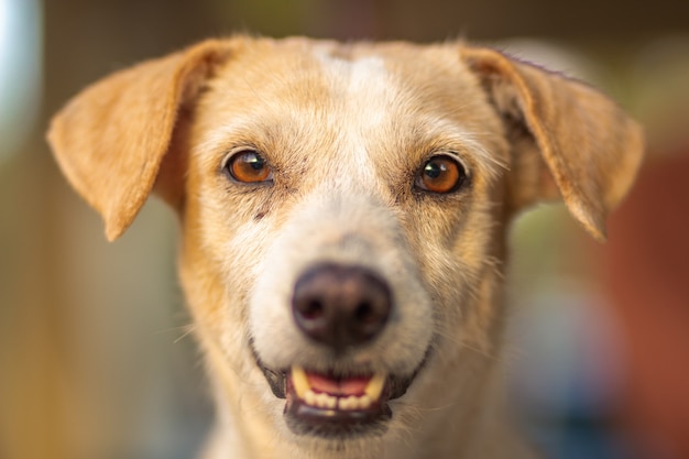 Ripresa orizzontale di un cane marrone carino e felice