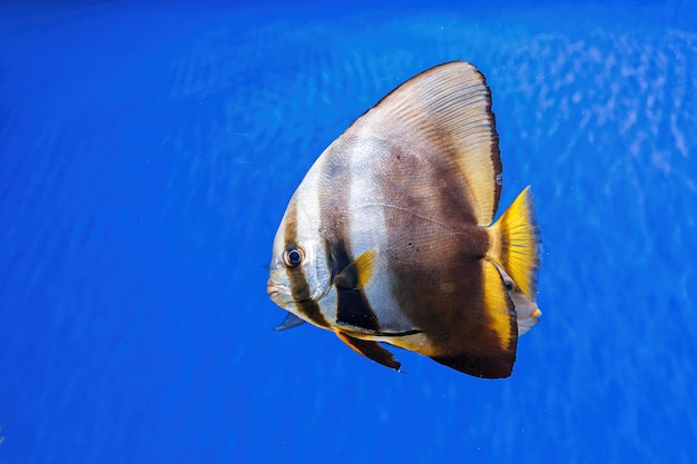 Ripresa subacquea di pesce Platax orbicularis