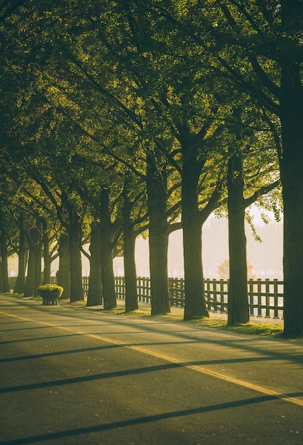 Ripresa verticale dei bellissimi alberi sul lato di una strada catturata ad Asan in Corea del Sud