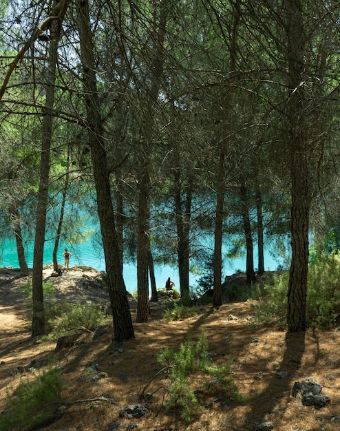 Ripresa verticale della bellissima foresta