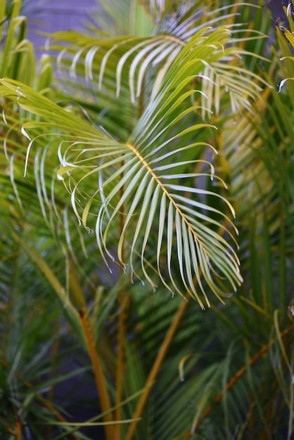 Ripresa verticale di foglie di palma tropicali