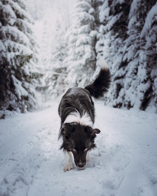 Ripresa verticale di un Border Collie nero in una foresta coperta di neve