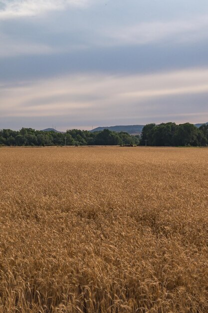 Ripresa verticale di un campo di grano circondato da alberi in una giornata nuvolosa