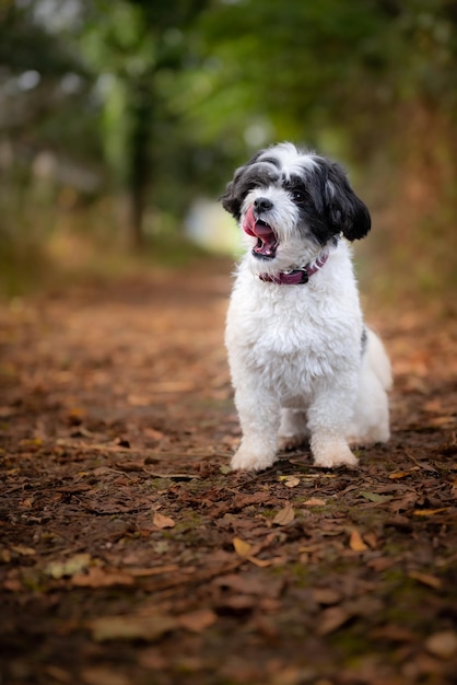 Ripresa verticale di un cane Havana Bichon all'aperto