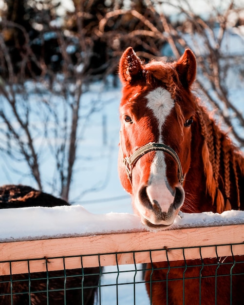 Ripresa verticale di un cavallo in un campo coperto di neve