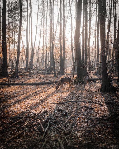 Ripresa verticale di un cervo nel bosco durante l'autunno