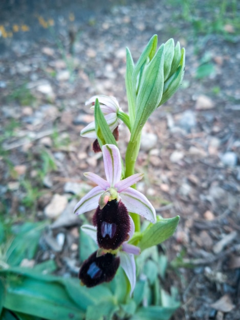 Ripresa verticale di un fiore di ophrys caucasica