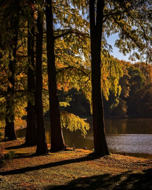 Ripresa verticale di un lago circondato da una foresta e piante ingiallite in una giornata di sole in autunno