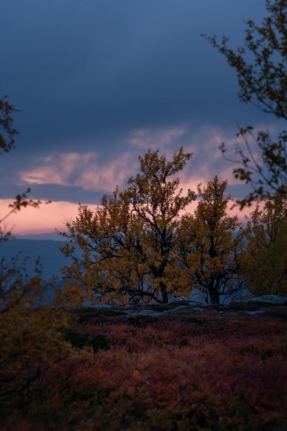 Ripresa verticale di un paesaggio autunnale con alberi al tramonto