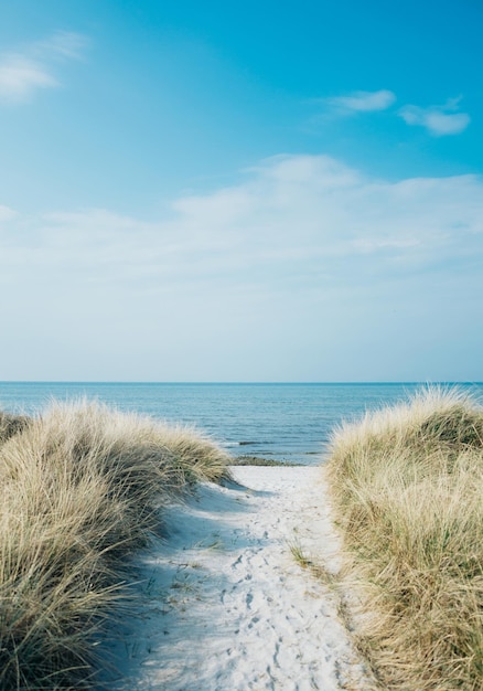 Ripresa verticale di un sentiero che conduce alla spiaggia sulla riva dell'oceano