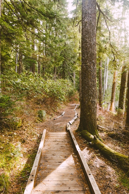 Ripresa verticale di un sentiero di legno in una foresta