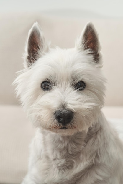 Ripresa verticale di un West Highland White Terrier con orecchie dritte e occhi attenti