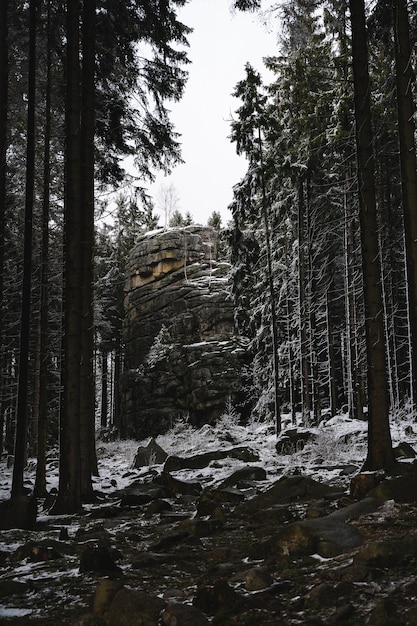 Ripresa verticale di una foresta nei monti Harz, in Germania