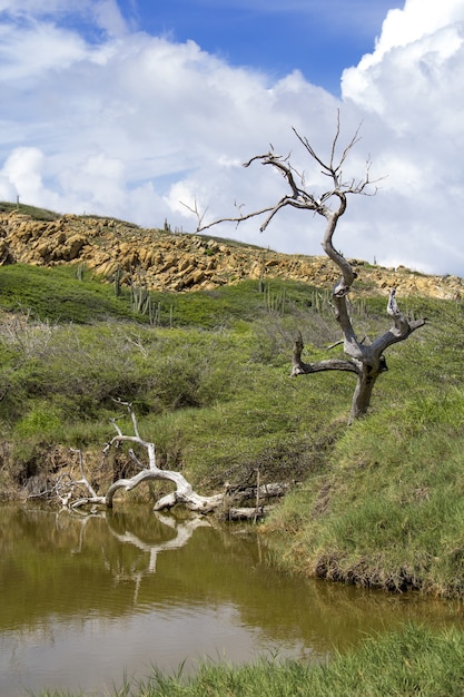 Ripresa verticale di una palude con vegetazione in Venezuela durante il giorno