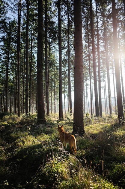 Ripresa verticale di una volpe nella foresta in una giornata di sole