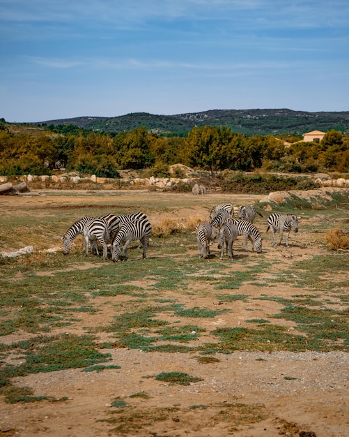 Ripresa verticale di zebre che camminano e pascolano in una savana