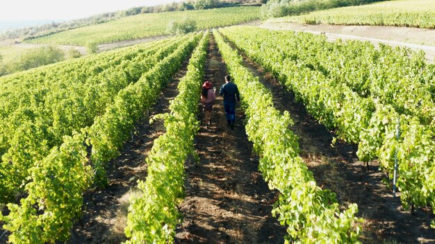 Riprese aeree di coppie caucasiche che camminano in vigna al tramonto