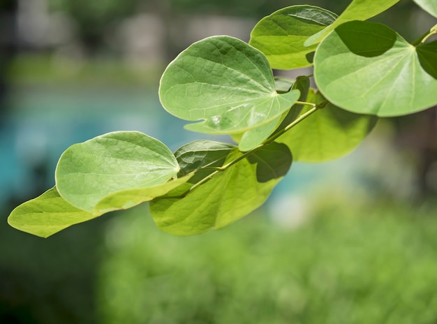 Riprese di foglie di piante fresche