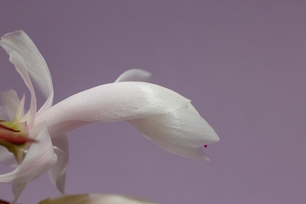 Riprese macro di bianco Schlumbergera bocciolo di fiore su uno sfondo lilla