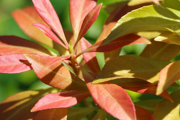 riprese macro di piccole foglie rosse alla luce del sole come sfondo naturale o texture