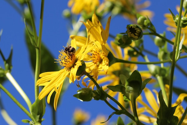 Riprese macro di un'ape su un giardino giallo daisy Jacobaea vulgaris contro uno sfondo del cielo