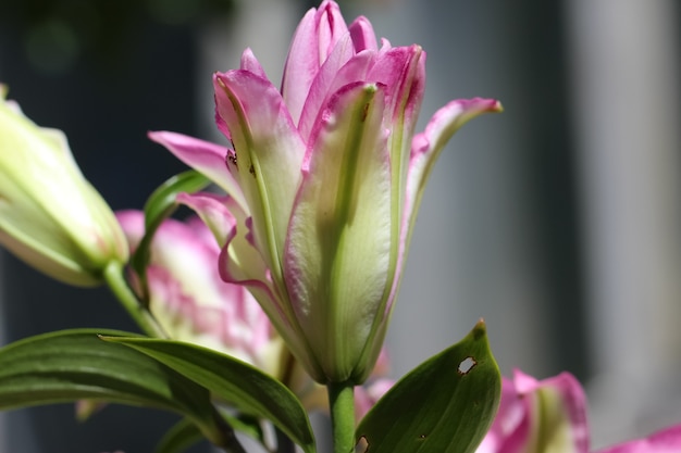 Riprese macro di un bocciolo di giglio di spugna rosa in fiore