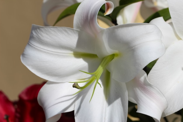 riprese macro di un giglio bianco alla luce del sole