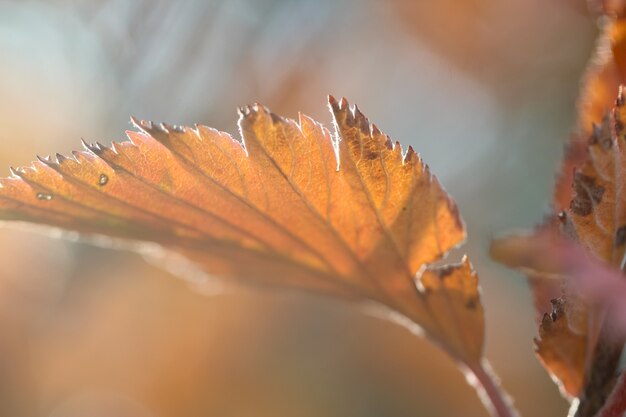 Riprese macro di una foglia di biancospino giallo arancio con un bordo di foglia soleggiato con messa a fuoco selettiva