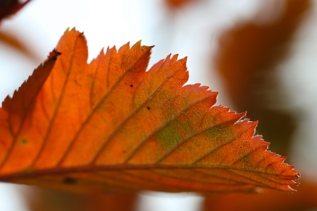 Riprese macro di una foglia di biancospino giallo arancio con un bordo di foglia soleggiato con messa a fuoco selettiva