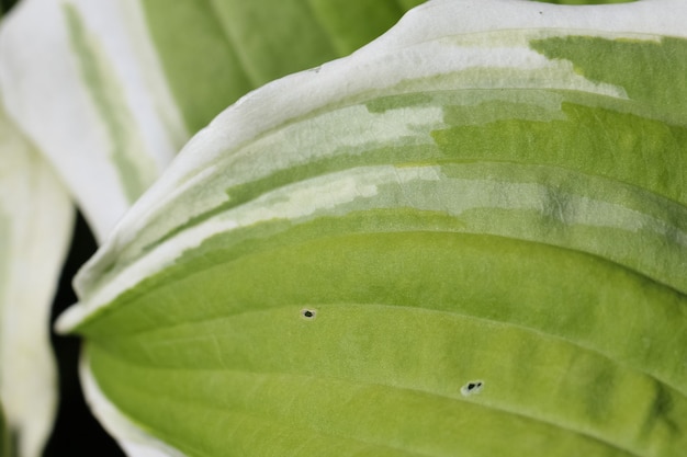 Riprese macro di una foglia verde hosta fiore alla luce del sole