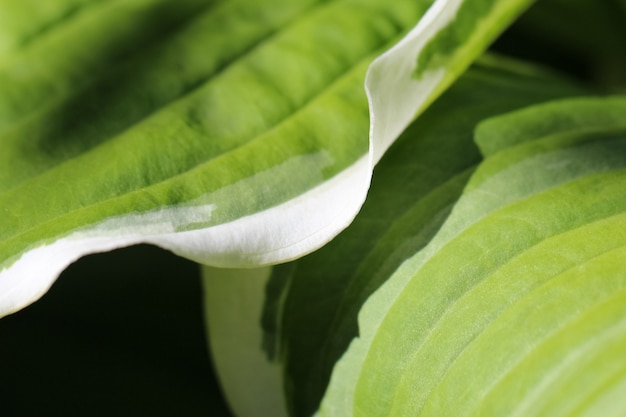 Riprese macro di una foglia verde hosta fiore alla luce del sole